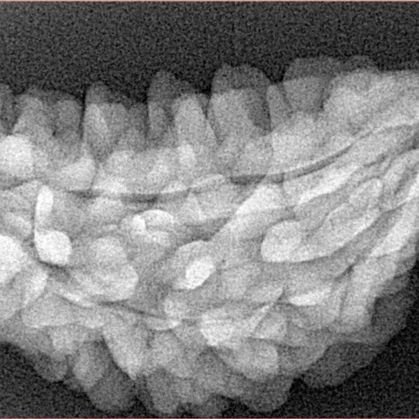1 Mukhi Rudraksha 35.1mm 4.81gm - Xray