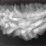 1 Mukhi Rudraksha 35.7mm 4.83gm - Xray