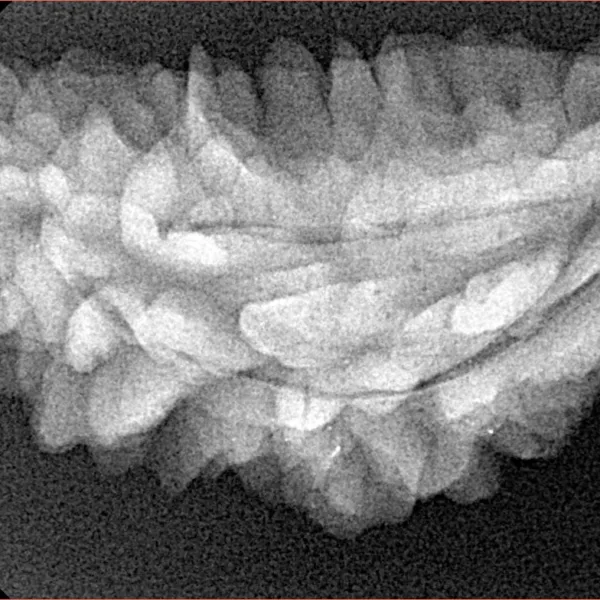 1 Mukhi Rudraksha 35.7mm 4.83gm - Xray