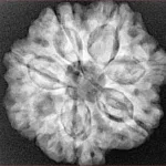 7 Mukhi Rudraksha 25.6mm 5.39gm - Xray