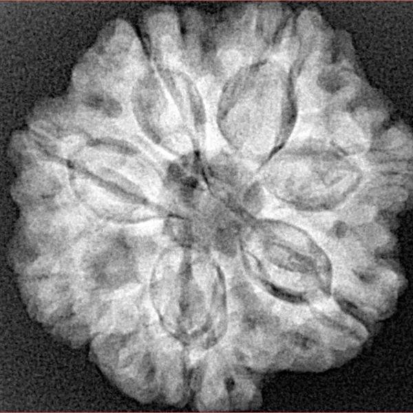 7 Mukhi Rudraksha 25.6mm 5.39gm - Xray