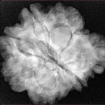 6+1 Mukhi Sawar 26.2mm 6.09gm - Xray
