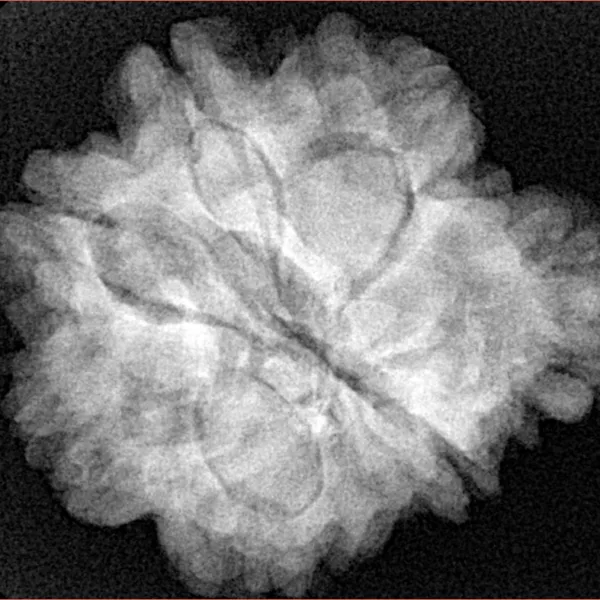 6+1 Mukhi Sawar 26.2mm 6.09gm - Xray