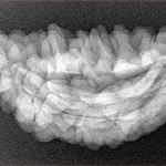 1 Mukhi Rudraksha 34.5mm 4.42gm - Xray