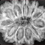 11 Mukhi Rudraksha 32mm 7.17gm - Xray