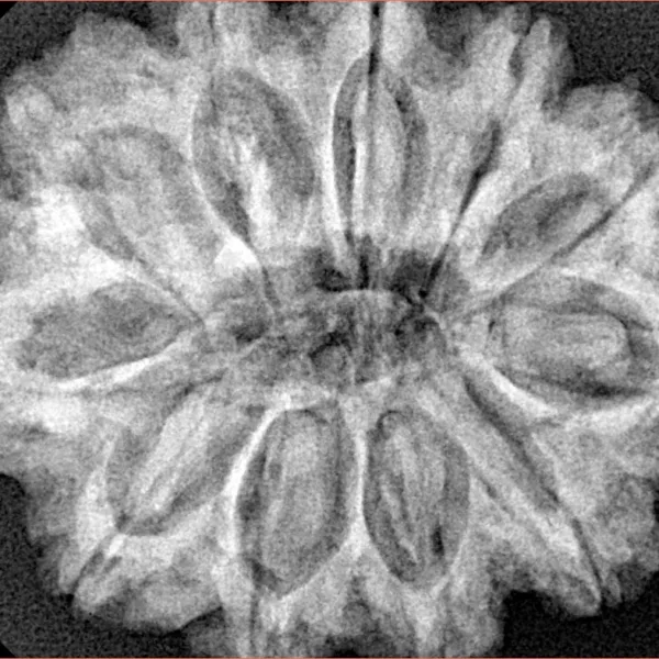 11 Mukhi Rudraksha 32mm 7.17gm - Xray