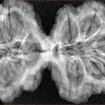9 MK Gaurishankar 39.3mm 7.49gm - Xray