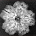 1MK(Underdeveloped) 24.6mm 4.84gm - Xray