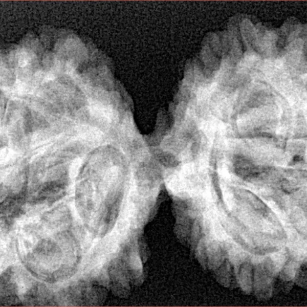 10 Mk Gaurishankar 41mm 8gm - Xray