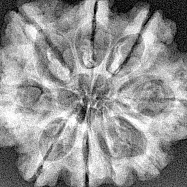 9 Mukhi Rudraksha 29.6mm 5.85gm - Xray