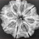 8 Mukhi Ganesh 29mm 4.64gm - Xray