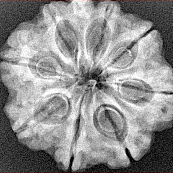 8 Mukhi Ganesh 29mm 4.64gm - Xray