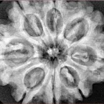 8 Mukhi Rudraksha 31.6mm 7.16gm - Xray