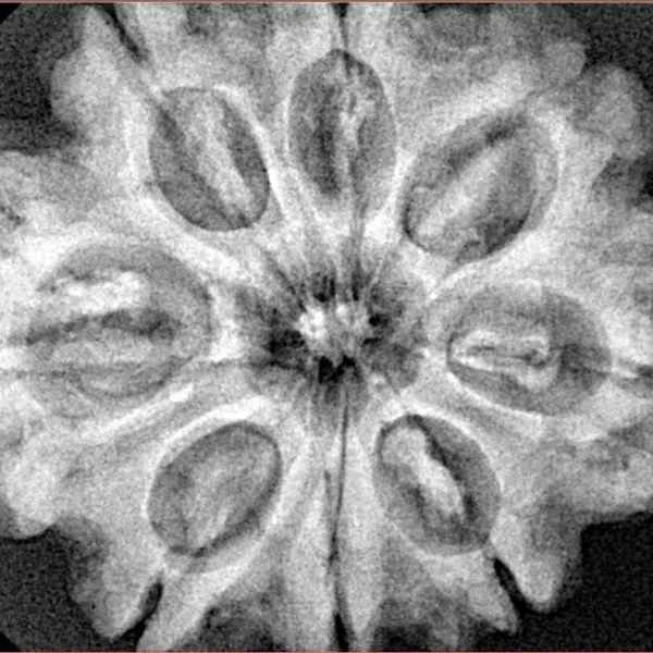 8 Mukhi Rudraksha 31.6mm 7.16gm - Xray