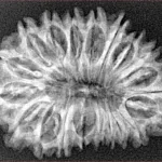 20 Mukhi Rudraksha 31.2mm 4.42gm - Xray