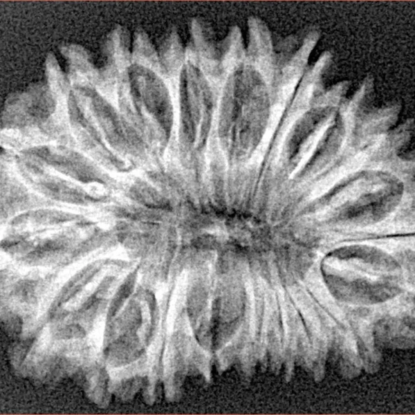 20 Mukhi Rudraksha 31.2mm 4.42gm - Xray