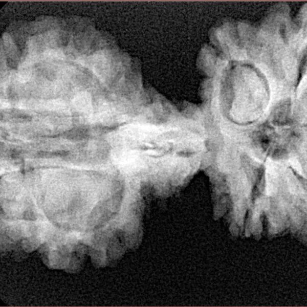 10 Mukhi Mini Trijuti 38.7mm 6.25gm - Xray