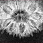 14 Mukhi Rudraksha 27.4mm 3.78gm - Xray