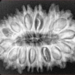 18 Mukhi Rudraksha 31.1mm 5.08gm - Origin: Nepal - Xray
