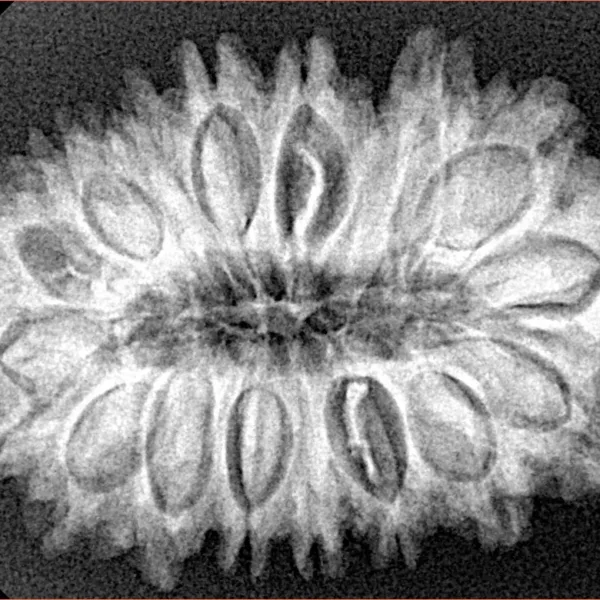 18 Mukhi Rudraksha 31.1mm 5.08gm - Origin: Nepal - Xray