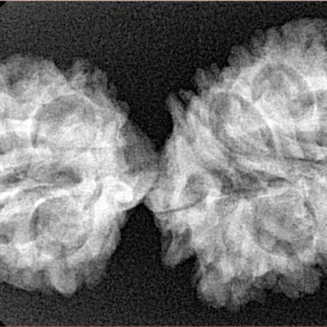16 Mukhi Gaurishankar 37.8mm 5.25gm - Origin: Nepal - Xray