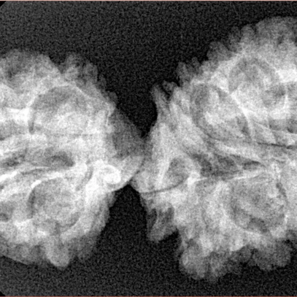 16 Mukhi Gaurishankar 37.8mm 5.25gm - Origin: Nepal - Xray