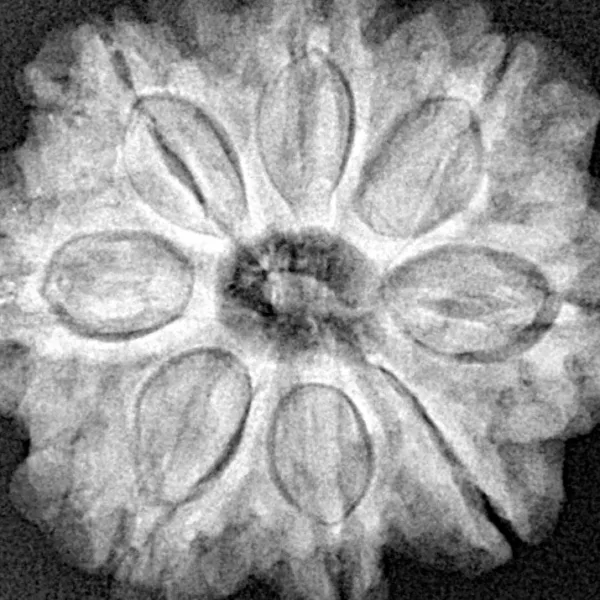 8 Mukhi Rudraksha 26.8mm 6.23gm - Xray