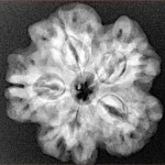 1MK(Underdeveloped) 24.7mm 4.87gm - Xray