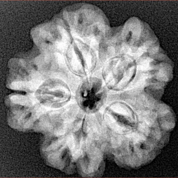 1MK(Underdeveloped) 24.7mm 4.87gm - Xray