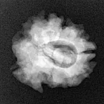 1 Mukhi Rudraksha 22.9mm 2.92gm - Xray