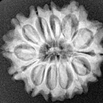 13 Mukhi Rudraksha 23.6mm 3.63gm - Xray