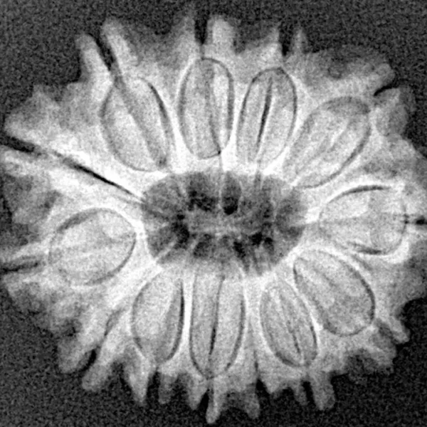 13 Mukhi Rudraksha 24.8mm 3.49gm - Xray