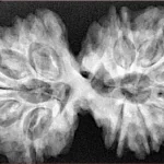 13 Mukhi Gaurishankar 39.3mm 8.79gm - Xray