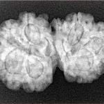 7 Mukhi G.S & Ganesh 30.3mm 5.13gm - Xray