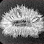 20 Mukhi Rudraksha 26.8mm 3gm - Xray