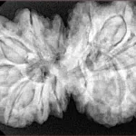 13 Mukhi Gaurishankar 38mm 9.74gm - Xray