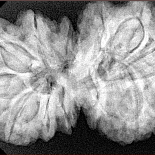 13 Mukhi Gaurishankar 38mm 9.74gm - Xray