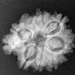 8 Mukhi Ganesh 27.4mm 4.26gm - Xray