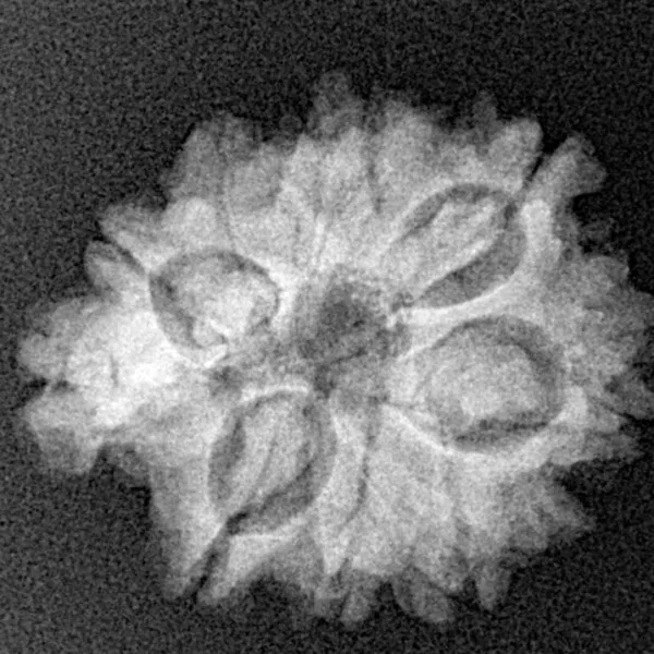8 Mukhi Ganesh 27.4mm 4.26gm - Xray