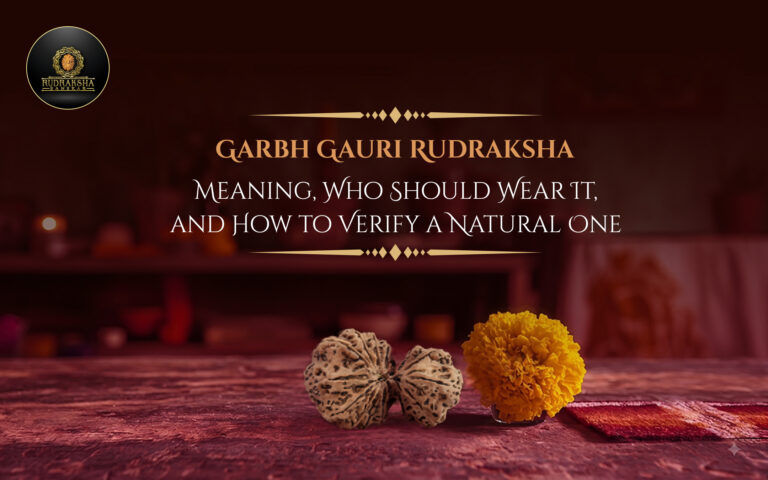 Garbh Gauri Rudraksha: Meaning, Who Should Wear It, and How to Verify a Natural One
