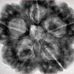5 Mukhi Rudraksha 30mm 8.89gm - Inverse xray