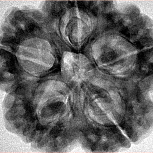 5 Mukhi Rudraksha 30mm 8.89gm - Inverse xray
