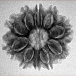 10 Mukhi Rudraksha 24.3mm 3.62gm - Inverse xray