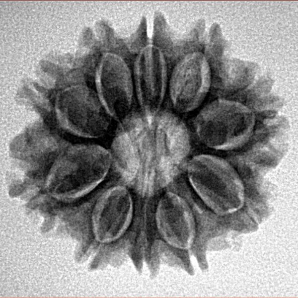 10 Mukhi Rudraksha 24.3mm 3.62gm - Inverse xray