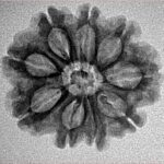 9 Mukhi Rudraksha 24.2mm 2.86gm - Inverse xray