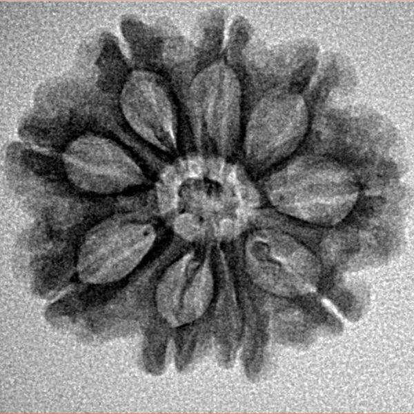 9 Mukhi Rudraksha 24.2mm 2.86gm - Inverse xray