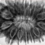 15 Mukhi Rudraksha 34.3mm 8.3gm - Inverse xray
