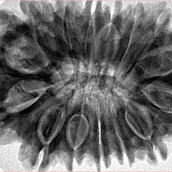 15 Mukhi Rudraksha 34.3mm 8.3gm - Inverse xray