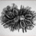 10 Mk Gaurishankar 26.5mm 4gm - Inverse xray
