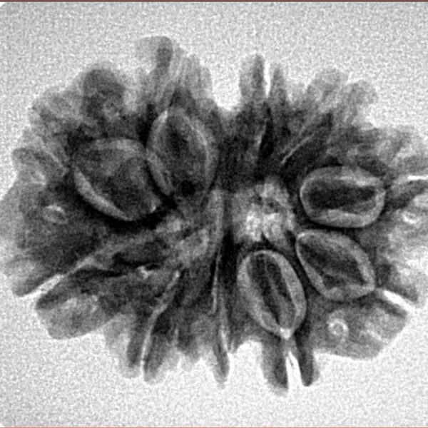 10 Mk Gaurishankar 26.5mm 4gm - Inverse xray
